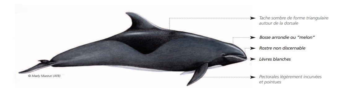  CÉTACÉS - ODONTOCÈTES - Delphinidés