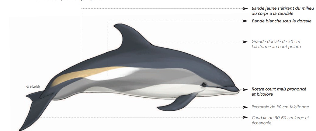 CÉTACÉS - ODONTOCÈTES - Delphinidés  CÉTACÉS - ODONTOCÈTES - Delphinidés