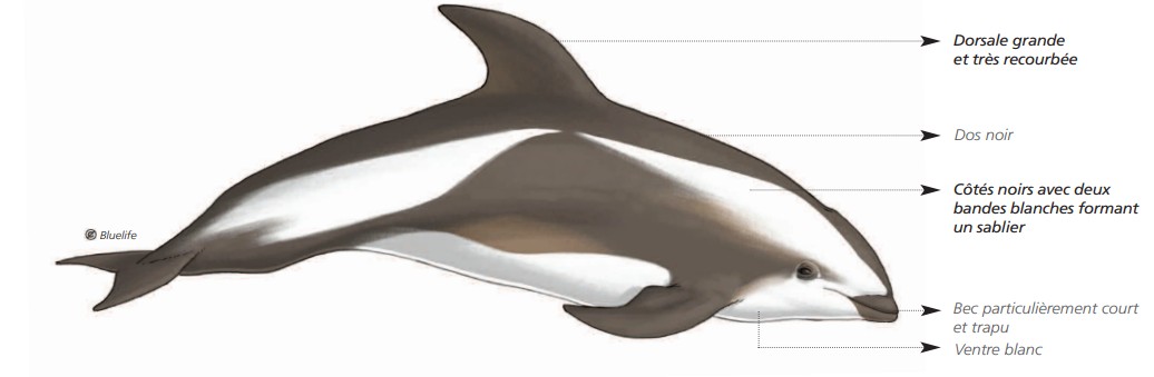  CÉTACÉS - ODONTOCÈTES - Delphinidés