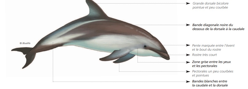  CÉTACÉS - ODONTOCÈTES - Delphinidés