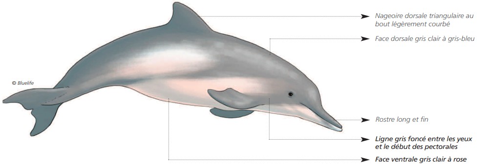 CÉTACÉS - ODONTOCÈTES - Delphinidés  CÉTACÉS - ODONTOCÈTES - Delphinidés
