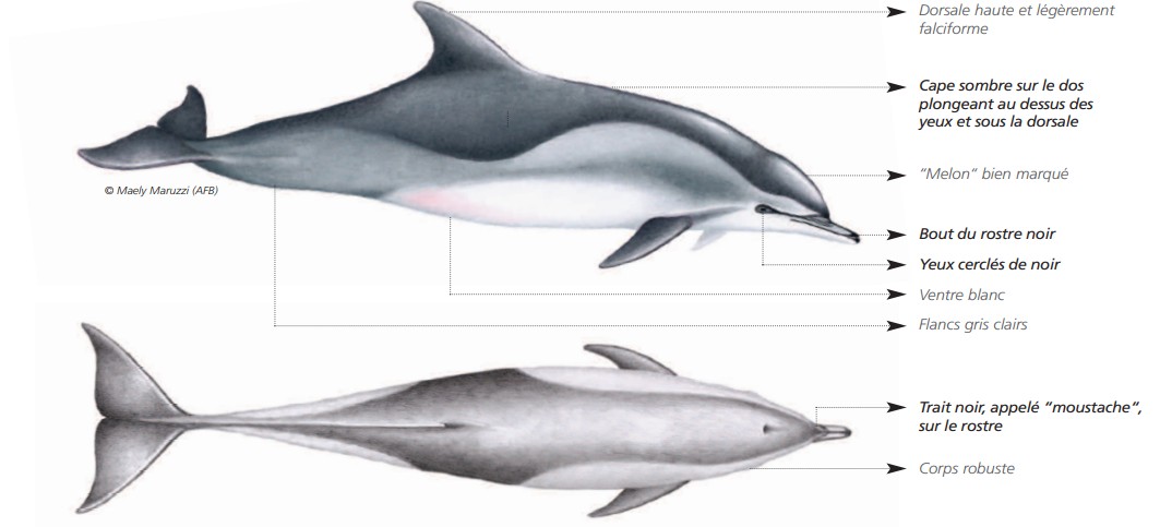  CÉTACÉS - ODONTOCÈTES - Delphinidés