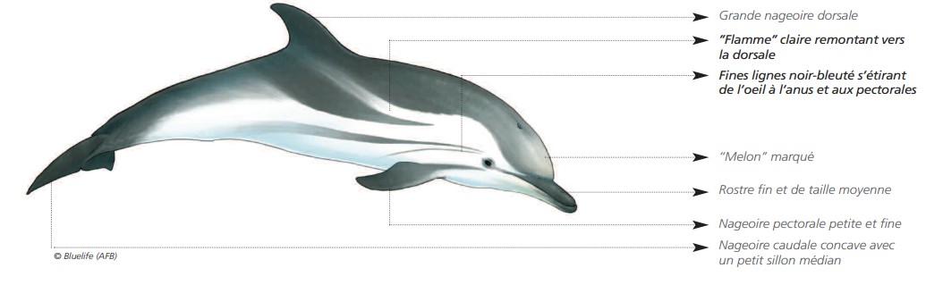  CÉTACÉS - ODONTOCÈTES - Delphinidés