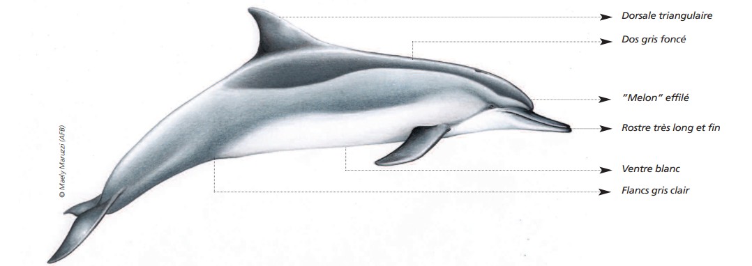 CÉTACÉS - ODONTOCÈTES - Delphinidés  CÉTACÉS - ODONTOCÈTES - Delphinidés