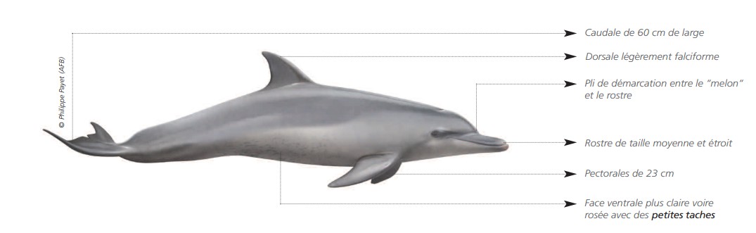 Grand dauphin indo-pacifique Grand dauphin indo-pacifique
