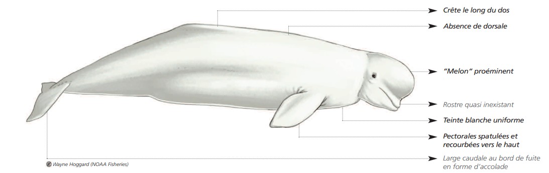 Cétacés - Odontocètes - Monodontidés et Physétéridés
