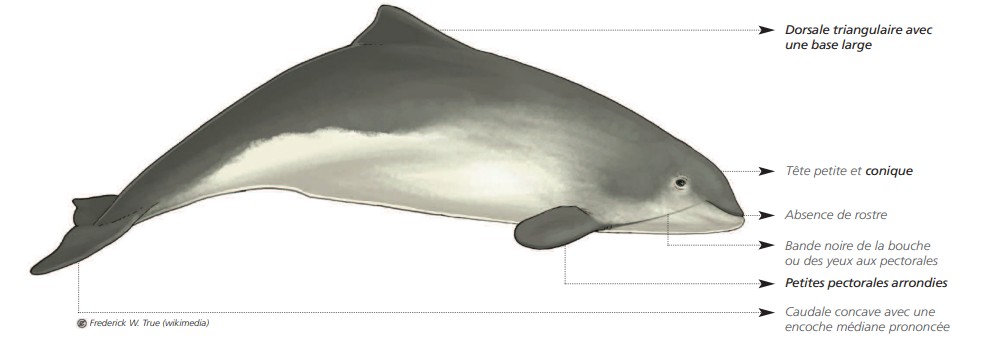 Cétacés - Odontocètes - Monodontidés et Physétéridés Cétacés - Odontocètes - Monodontidés et Physétéridés