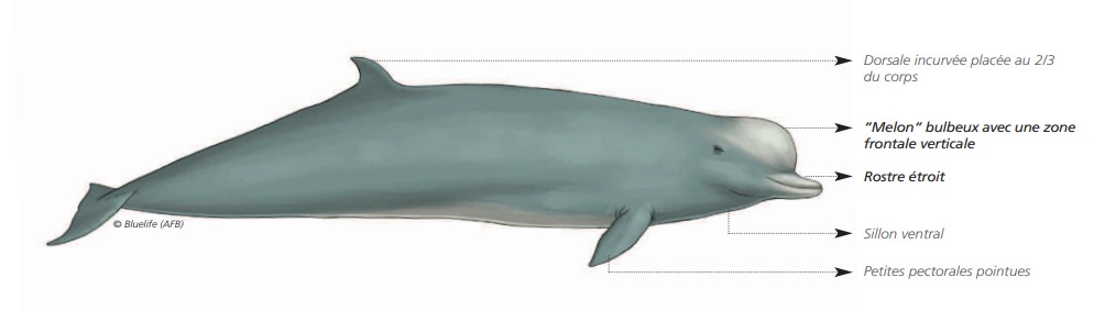 Cétacés - Odontocètes - Ziphidés