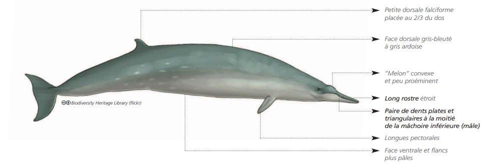 Cétacés - Odontocètes - Ziphidés