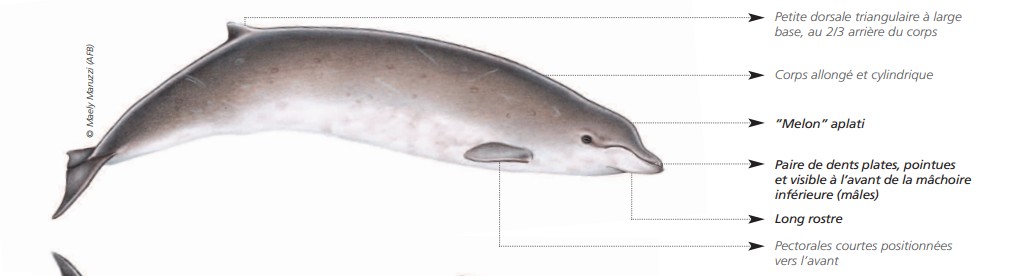 Cétacés - Odontocètes - Ziphidés