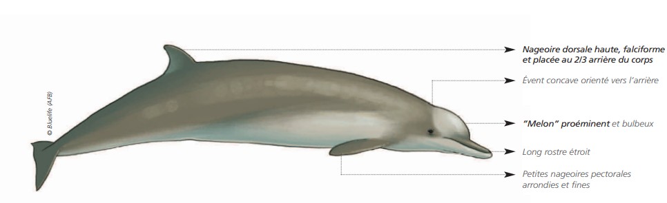 Cétacés - Odontocètes - Ziphidés Cétacés - Odontocètes - Ziphidés
