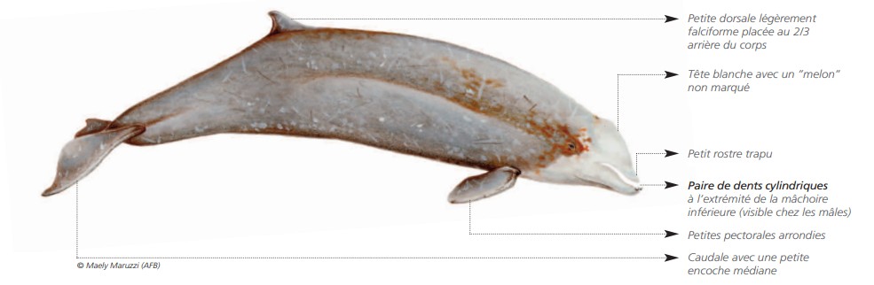 Cétacés - Odontocètes - Ziphidés