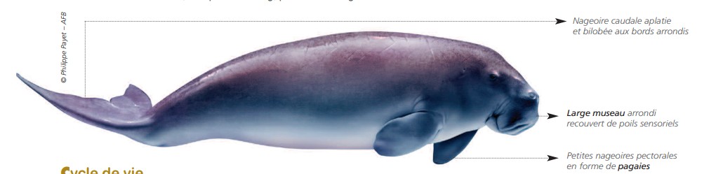 Cétacés - Siréniens Cétacés - Siréniens