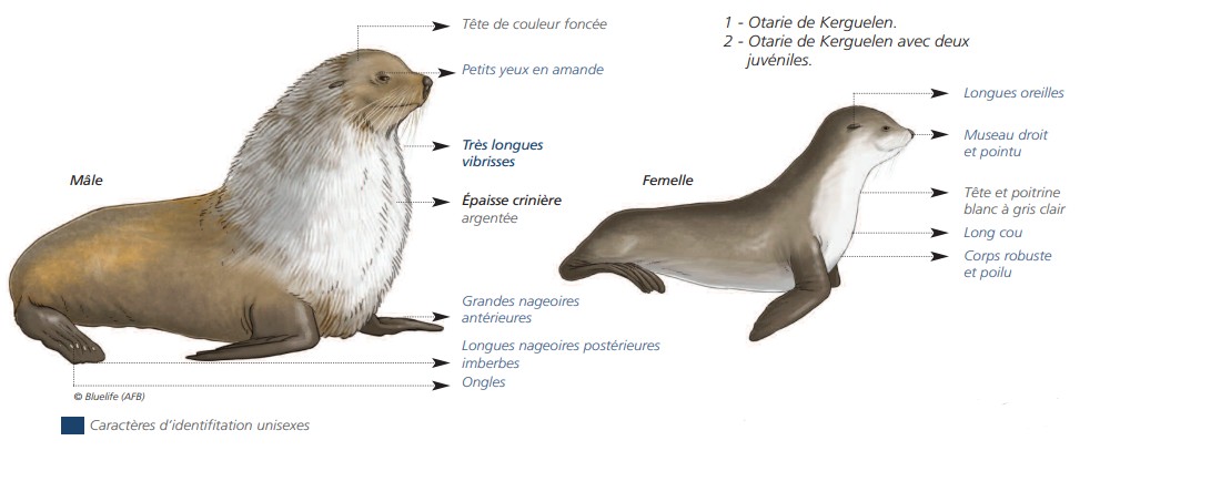 Cétacés - Pinnipèdes