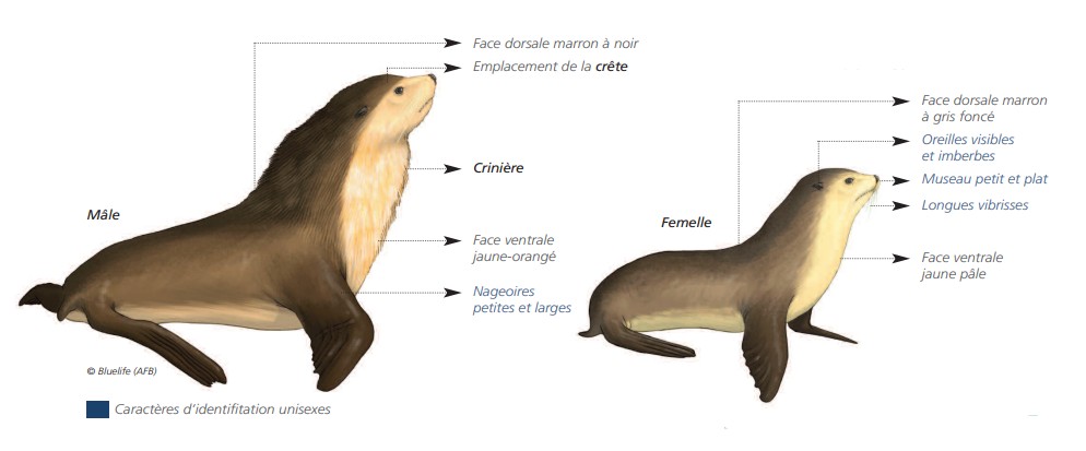 Cétacés - Pinnipèdes