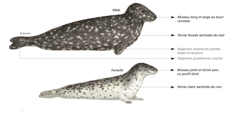 Cétacés - Pinnipèdes