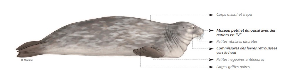 Cétacés - Pinnipèdes Cétacés - Pinnipèdes