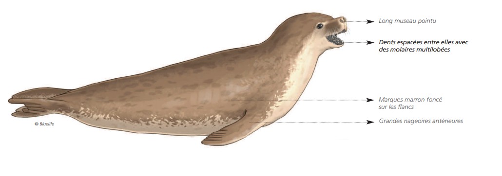 Cétacés - Pinnipèdes Cétacés - Pinnipèdes