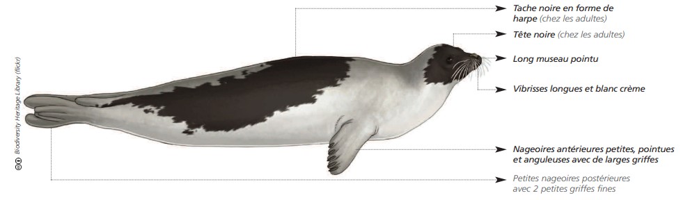 Cétacés - Pinnipèdes