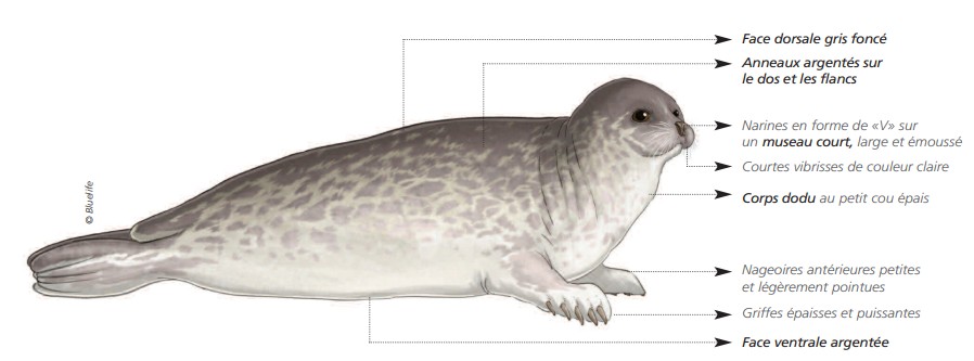 Cétacés - Pinnipèdes