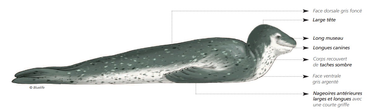 Cétacés - Pinnipèdes