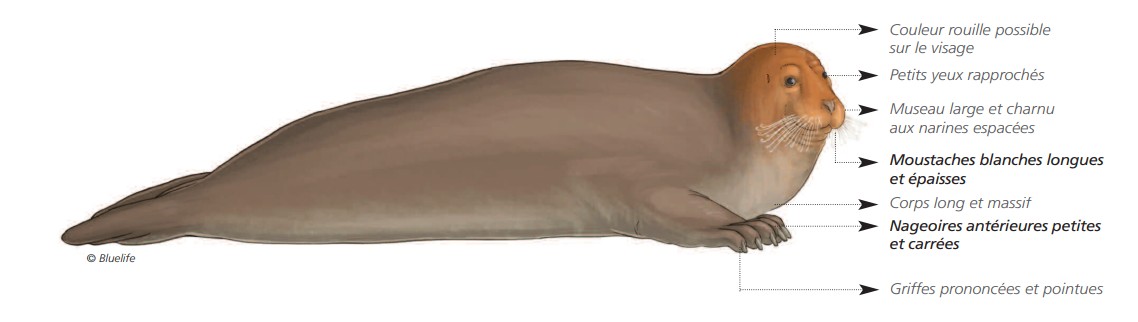 Cétacés - Pinnipèdes Cétacés - Pinnipèdes