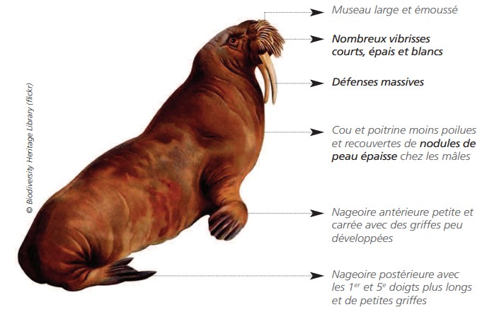 Cétacés - Pinnipèdes