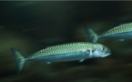 MAQUEREAUX