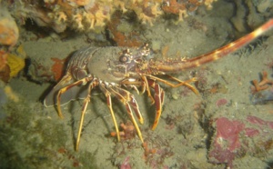 Fermeture Langouste