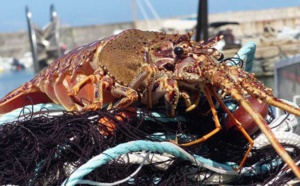 La langouste se raréfie mais la demande est toujours croissante. (C-M)