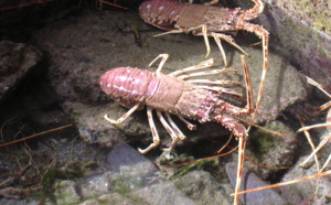 Fermeture Langouste