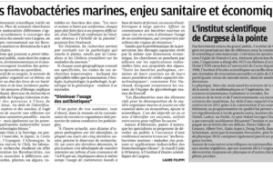 Les flavobactéries marines : Enjeu économique et sanitaire. 