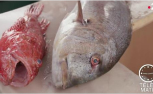 La pêche en Corse - Projet Moonfish