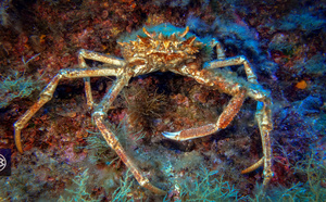Araignée de mer / Gritta 