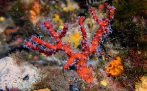 Corail rouge de méditerranée / Curallu rossu