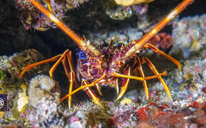 Langouste / Lingusta