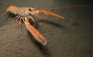Langoustine / Langustina