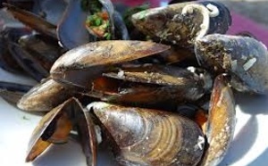Moule Méditerranéenne / Muscula