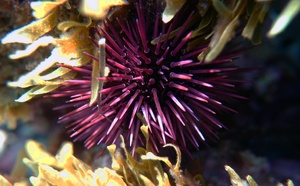 Oursin violet / Zinu