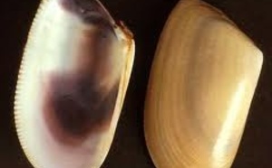 Telline / Fasgiola
