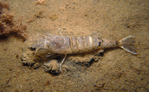 Crevette grise européenne