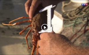 reportage - fermeture de la pêche à la langouste à Bonifacio, Santa Manza