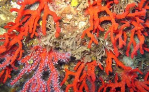 Demande d'autorisation de pêche au corail