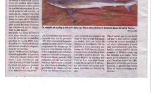 REQUIN VENU D'IRLANDE