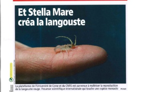 Langouste Stella Mare