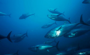 OUVERTURE DE LA PECHE AU THON ROUGE EN MEDITERRANEE