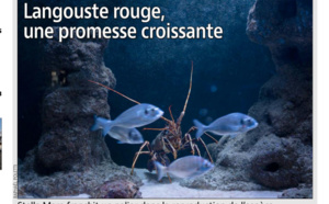 STELLA MARE à l'honneur