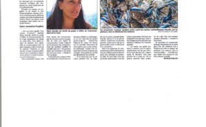Crabe bleu (05/09/2022)