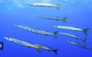 BARRACUDA