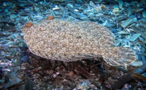 TURBOT